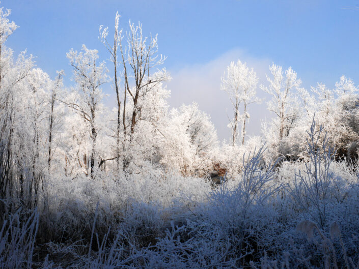 Winter Wonderland